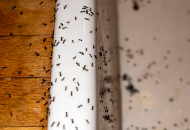 Best Cockroach Control Services  in Franklin Grove, IL