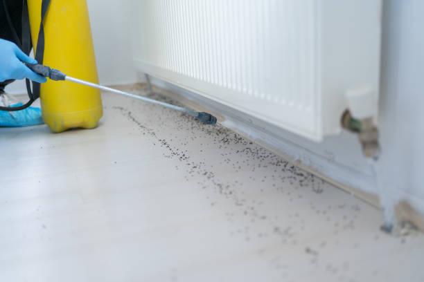 Best Local Pest Control Services  in Franklin Grove, IL